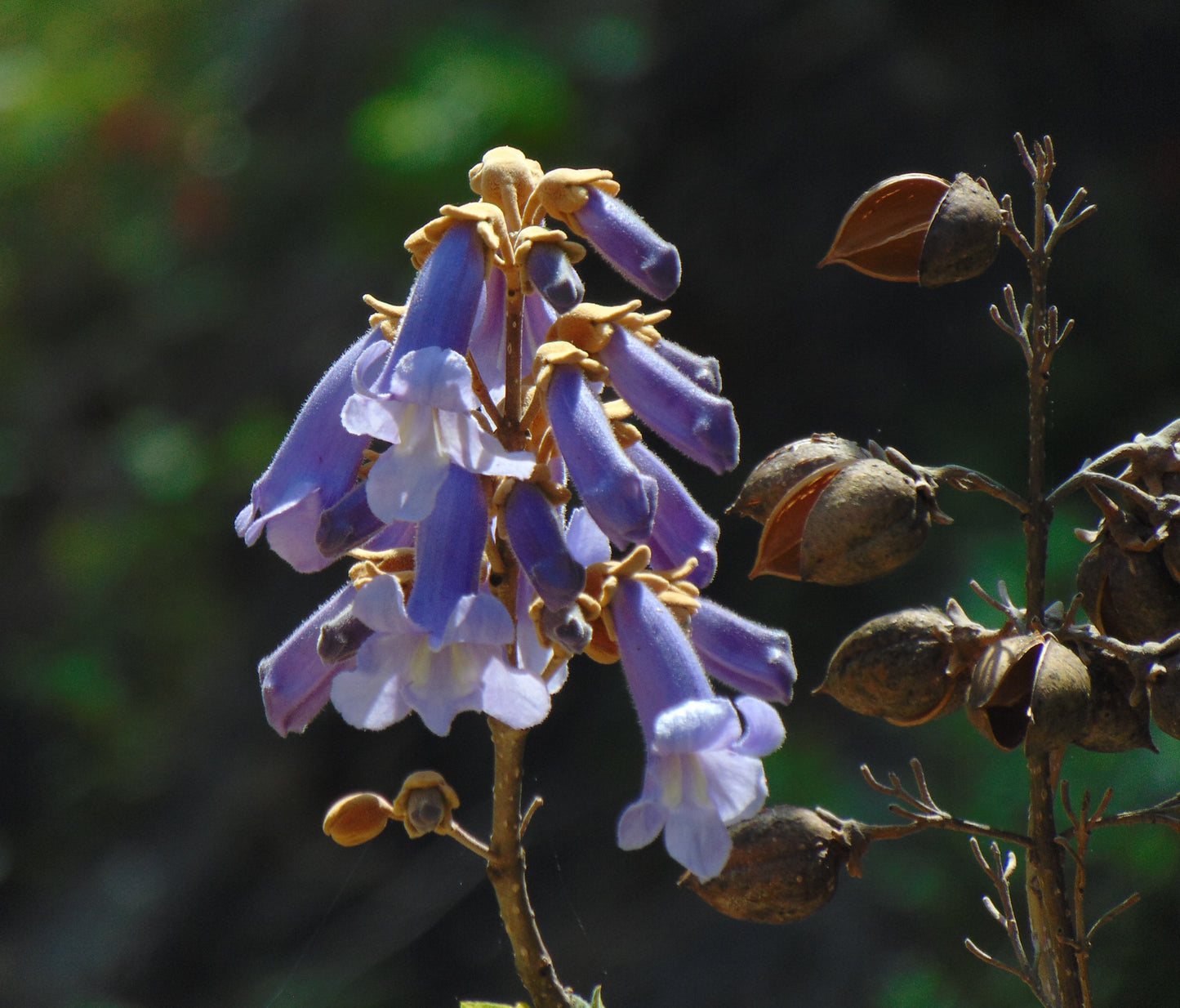 Royal Paulownia Empress Tree Paulownia tomentosa 1000 Seeds  USA Company