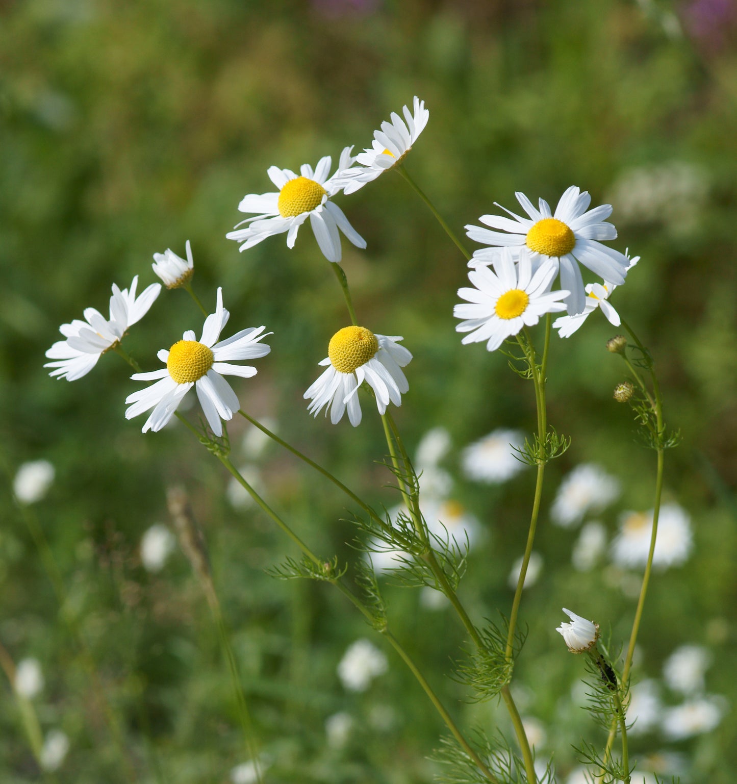 Chamomile   100 Seeds   Matricaria chamomilla