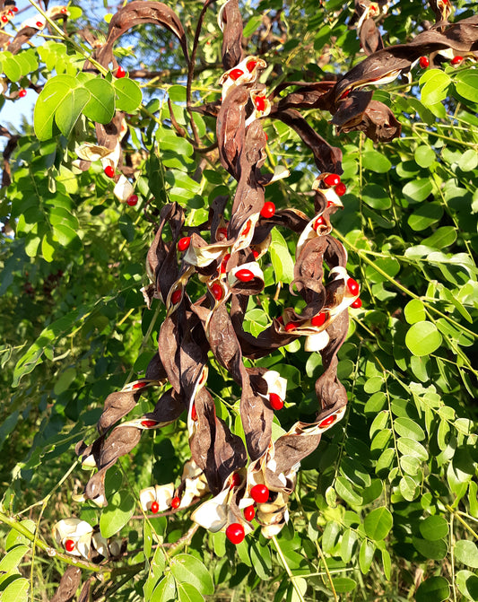 Red Sandalwood  20 Seeds  Adenanthera pavonina