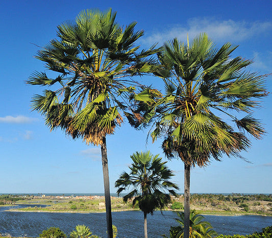 Carnauba Wax Palm Copernicia cerifera 10 Seeds