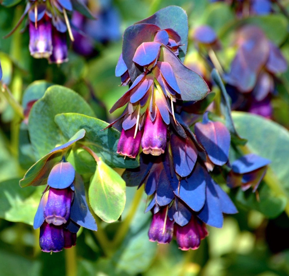 Blue Shrimp Plant Cerinthe major  500 Seeds