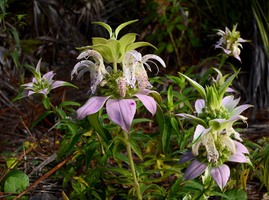 Spotted Bee Balm   100 Seeds   Monarda punctata