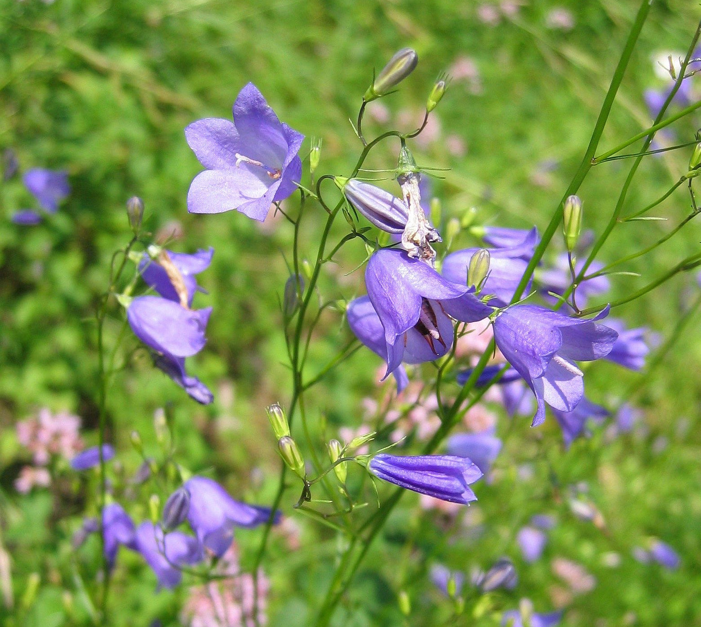 Harebell  100 Seeds  Campanula rotundifolia