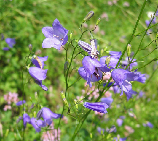 Harebell  100 Seeds  Campanula rotundifolia