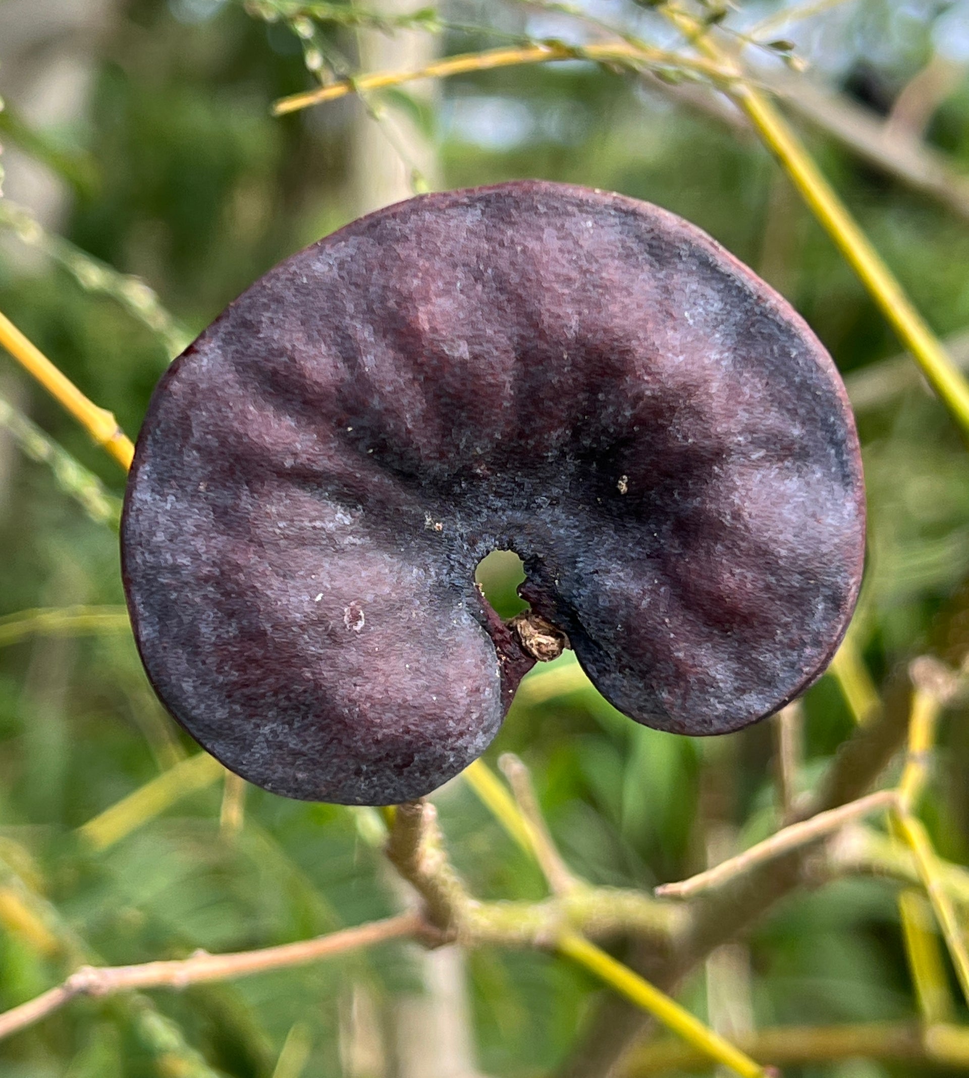 Monkey Earpod Tree Enterolobium contortisiliquum 20 Seeds R&B Floridaseeds Monkey Earpod Tree Enterolobium contortisiliquum 20 Seeds R&B Floridaseeds