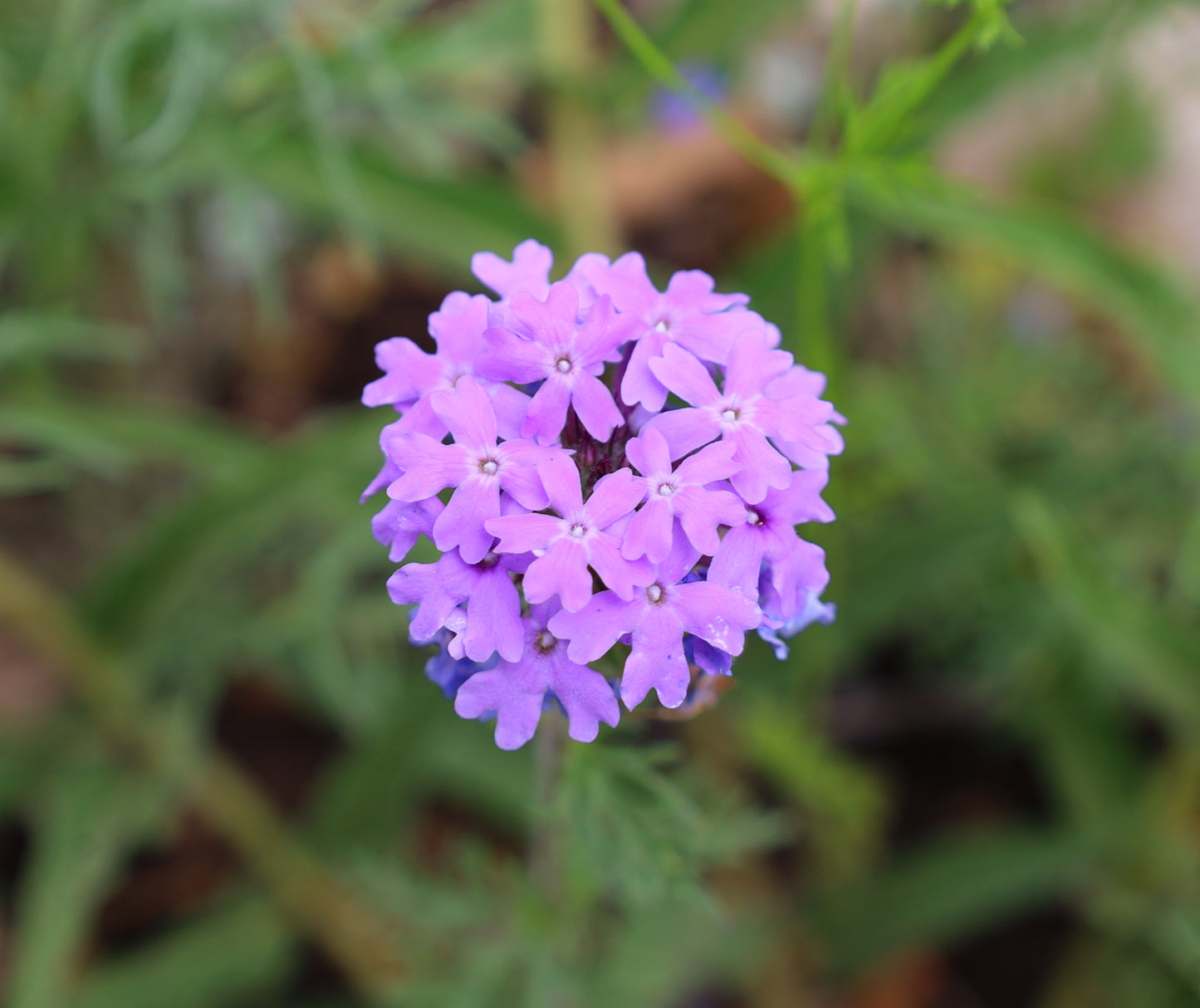 Prairie Verbena  25 Seeds  Glandularia bipinnatifida