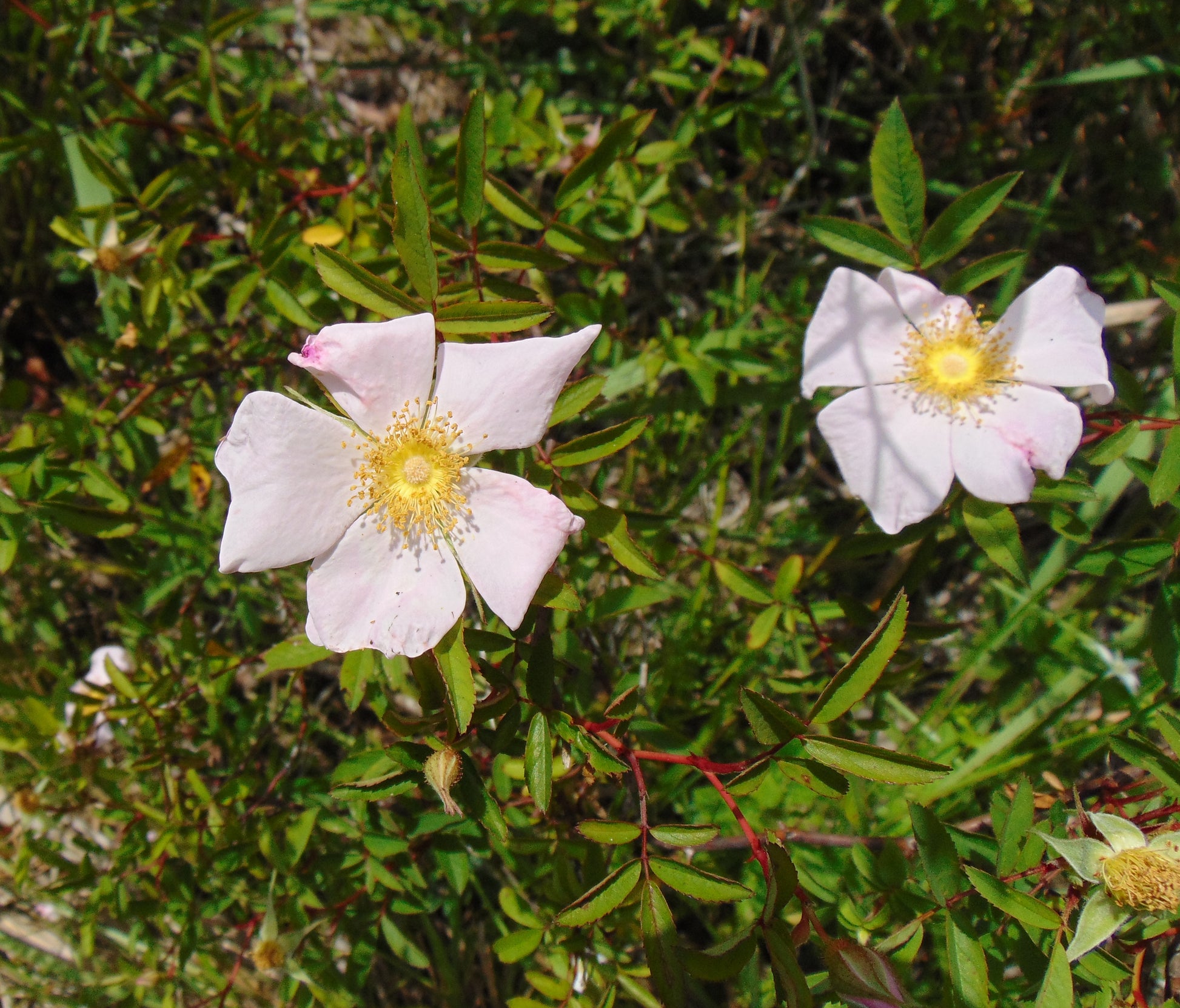 swamp rose seeds Swamp Rose 100 Seeds Rosa palustris – R&B Floridaseeds