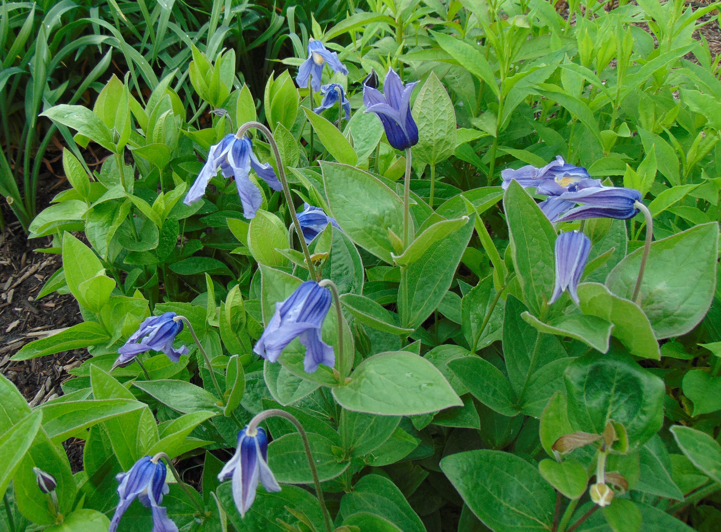 Solitary Clematis  10 Seeds  Clematis integrifolia