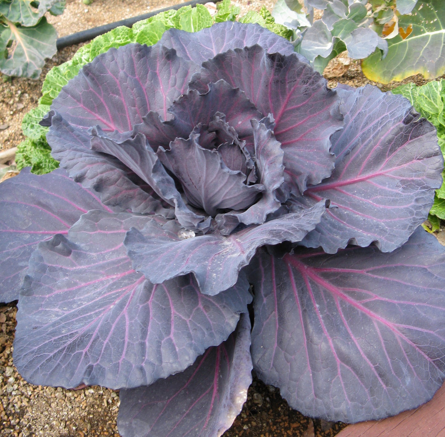 Red Cabbage   100 Seeds   Brassica oleracea
