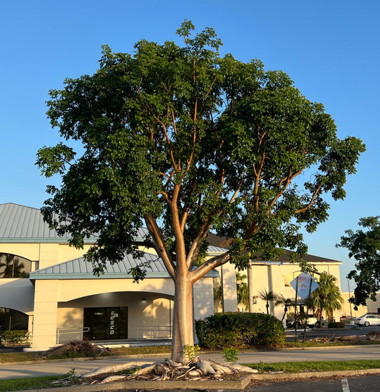 Gumbo Limbo Bursera simaruba 20 Seeds  USA Company