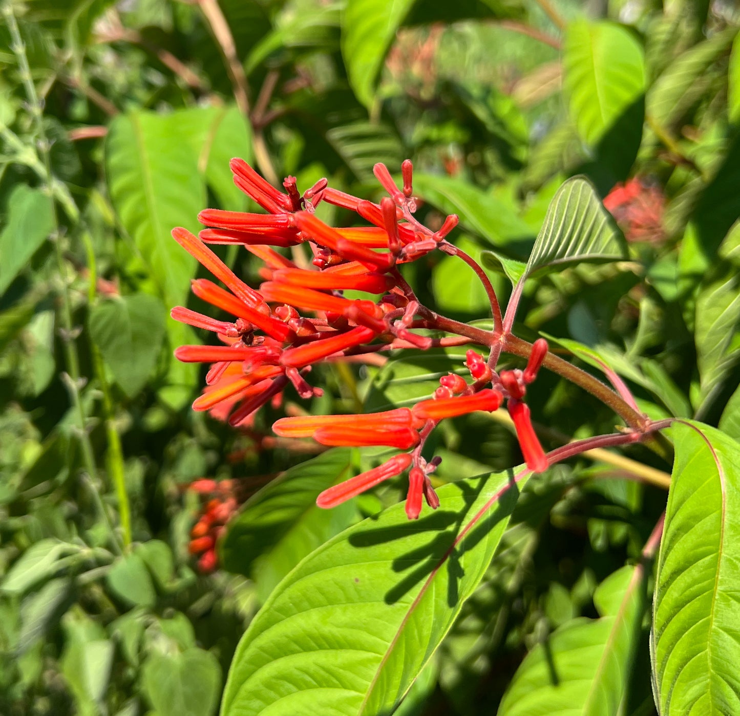 Firebush  Hamelia patens 100 Seeds