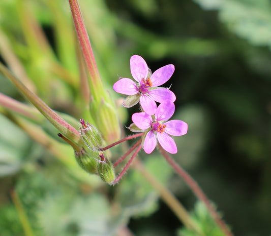 Texas Stork’s Bill  Texas Filaree  20 Seeds  Erodium texanum  USA Company