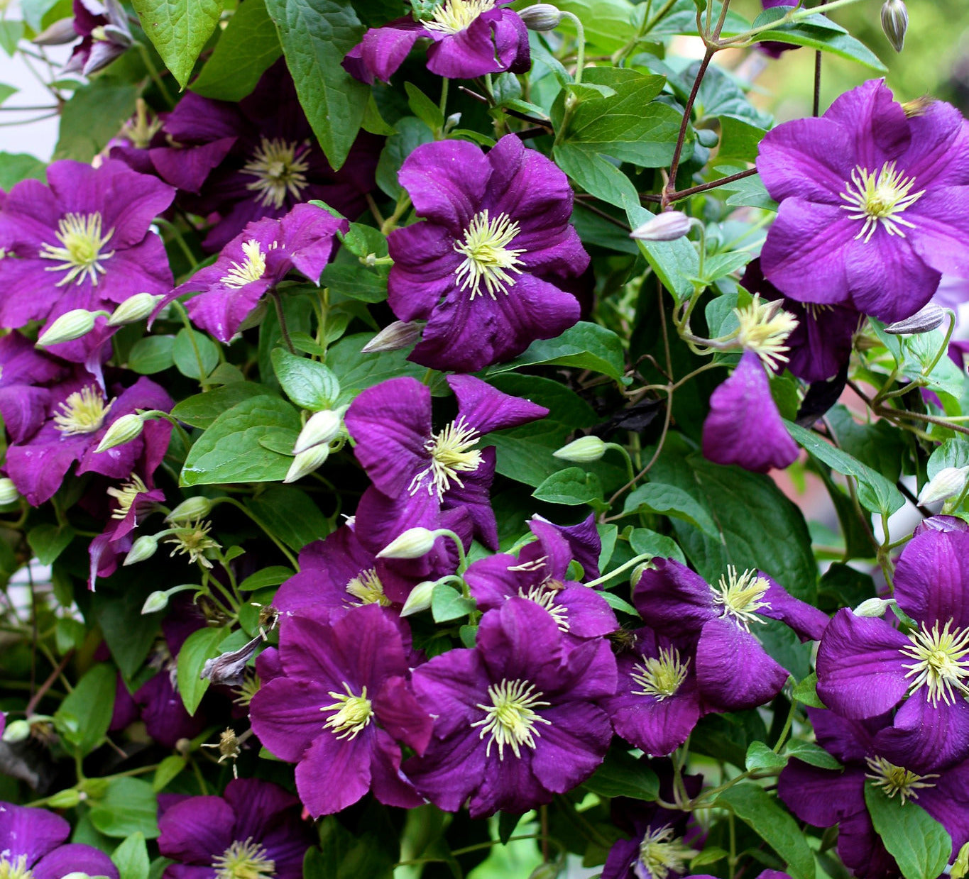 Italian Clematis  20 Seeds  Clematis viticella