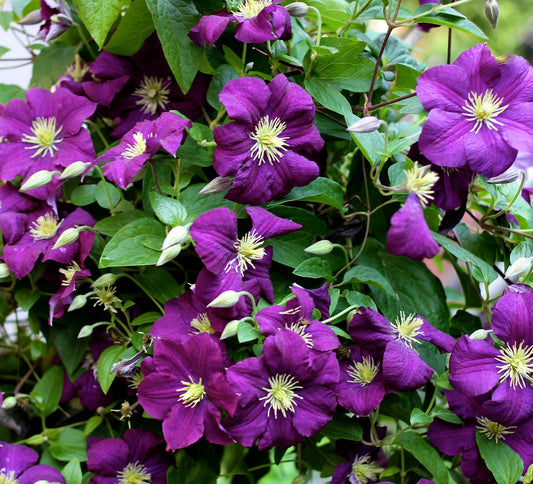 Italian Clematis  20 Seeds  Clematis viticella