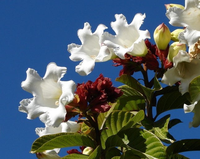 Herald’s Trumpet   10 Seeds   Beaumontia grandiflora