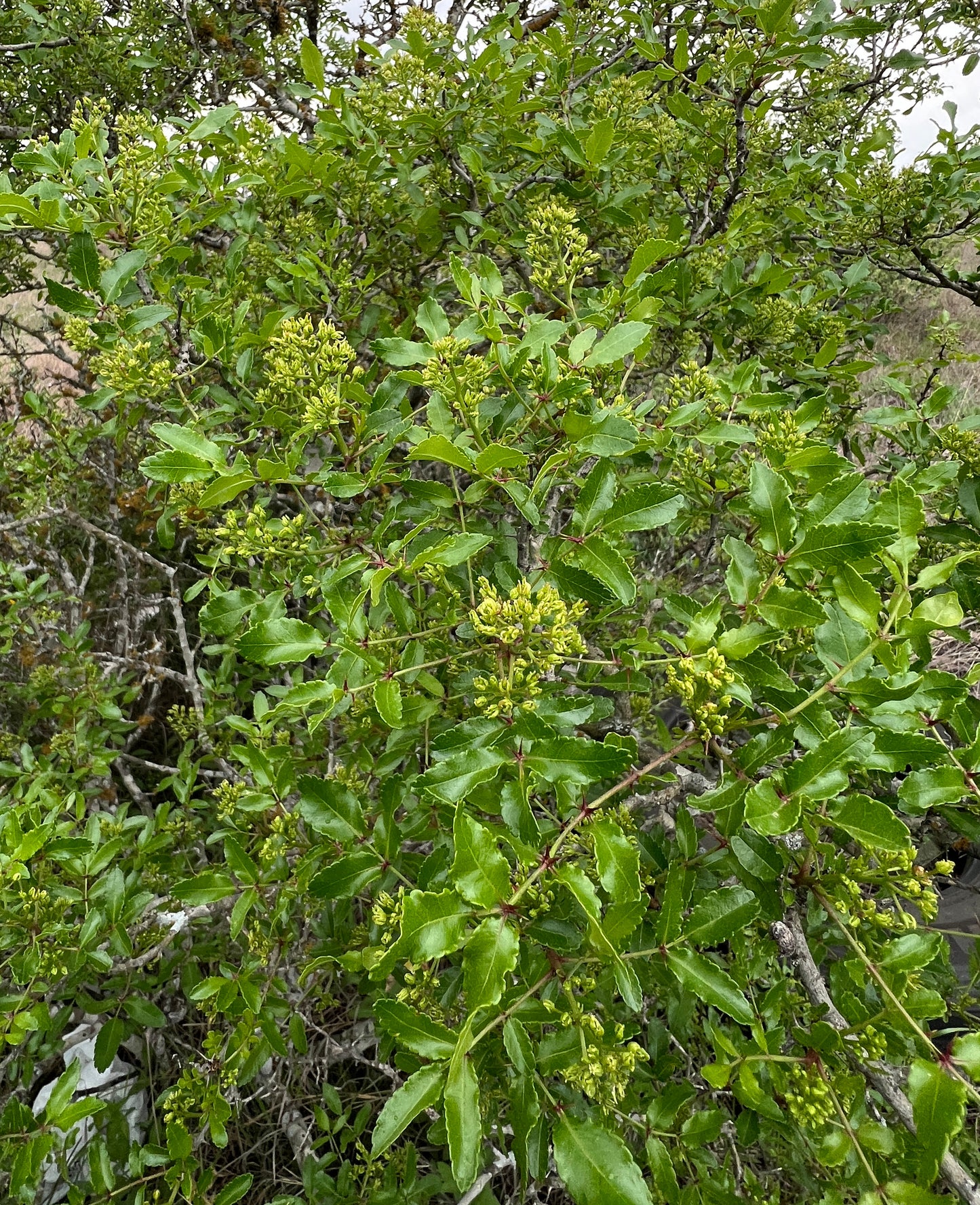 Texas Prickly Ash  5 Seeds  Zanthoxylum hirsutum