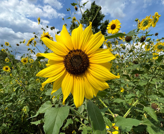 Wild Sunflower Helianthus annuus 100 Seeds