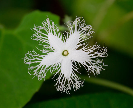 Snake Gourd  Trichosanthes cucumerina  10 Seeds  USA Company