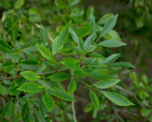 Arizona Ash  100 Seeds  Fraxinus velutina