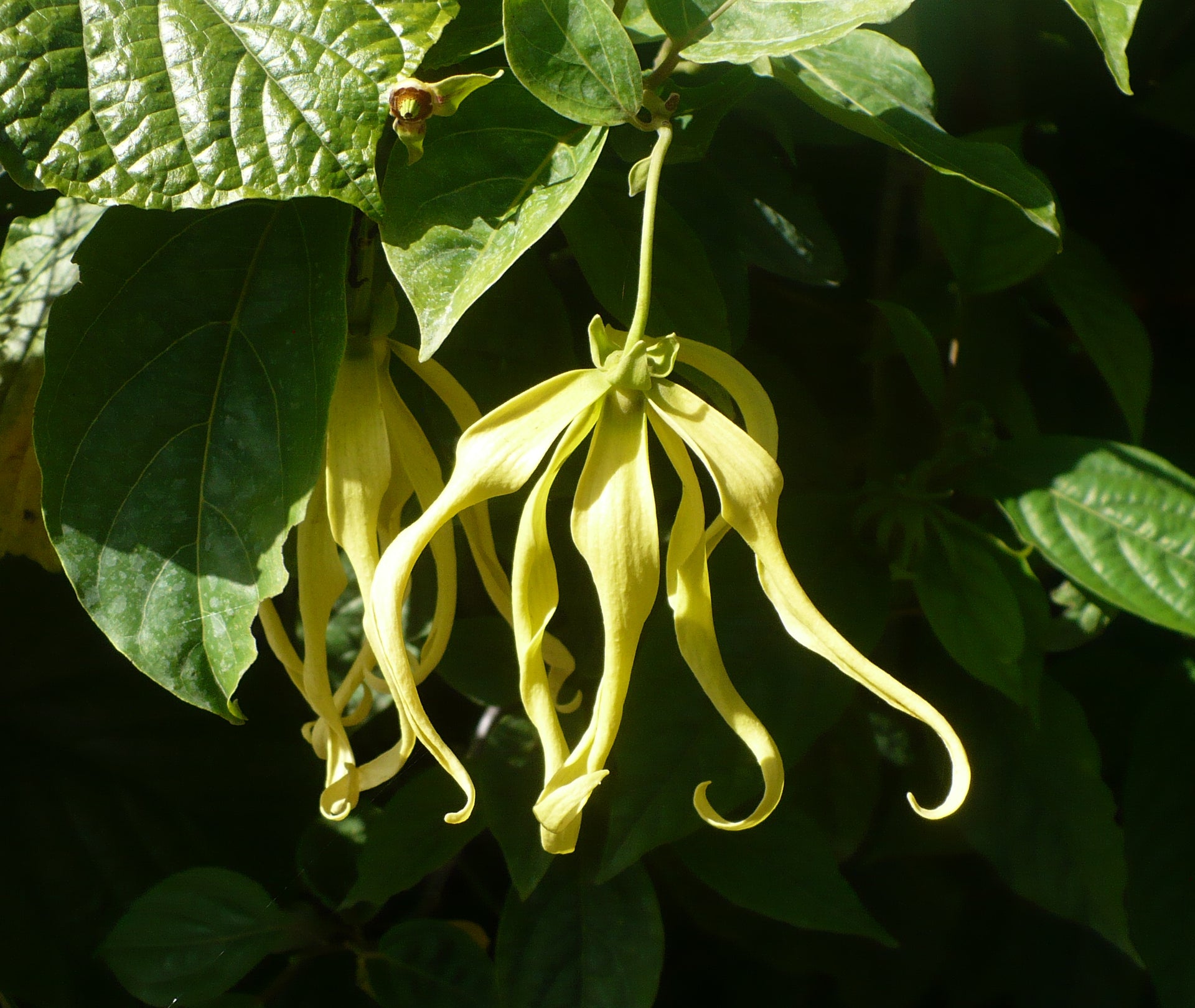 Perfume Tree 10 Seeds Cananga odorata – R&B Floridaseeds - Main Image