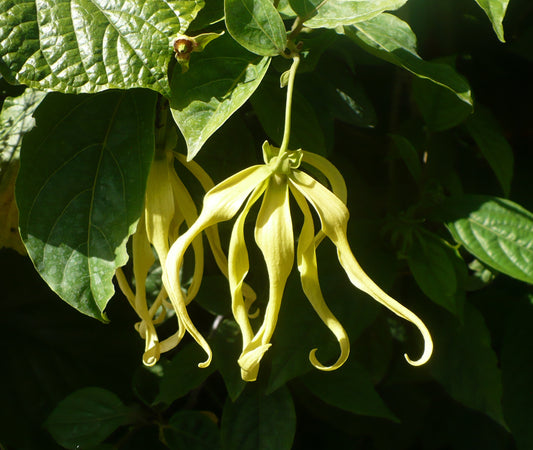 Perfume Tree  10 Seeds  Ylang-Ylang  Cananga odorata