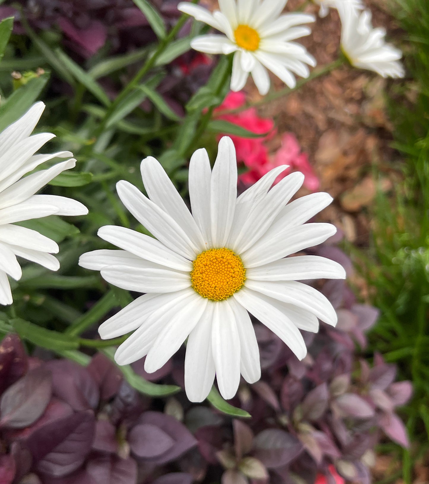 Shasta Daisy  100 Seeds  Leucanthemum superbum