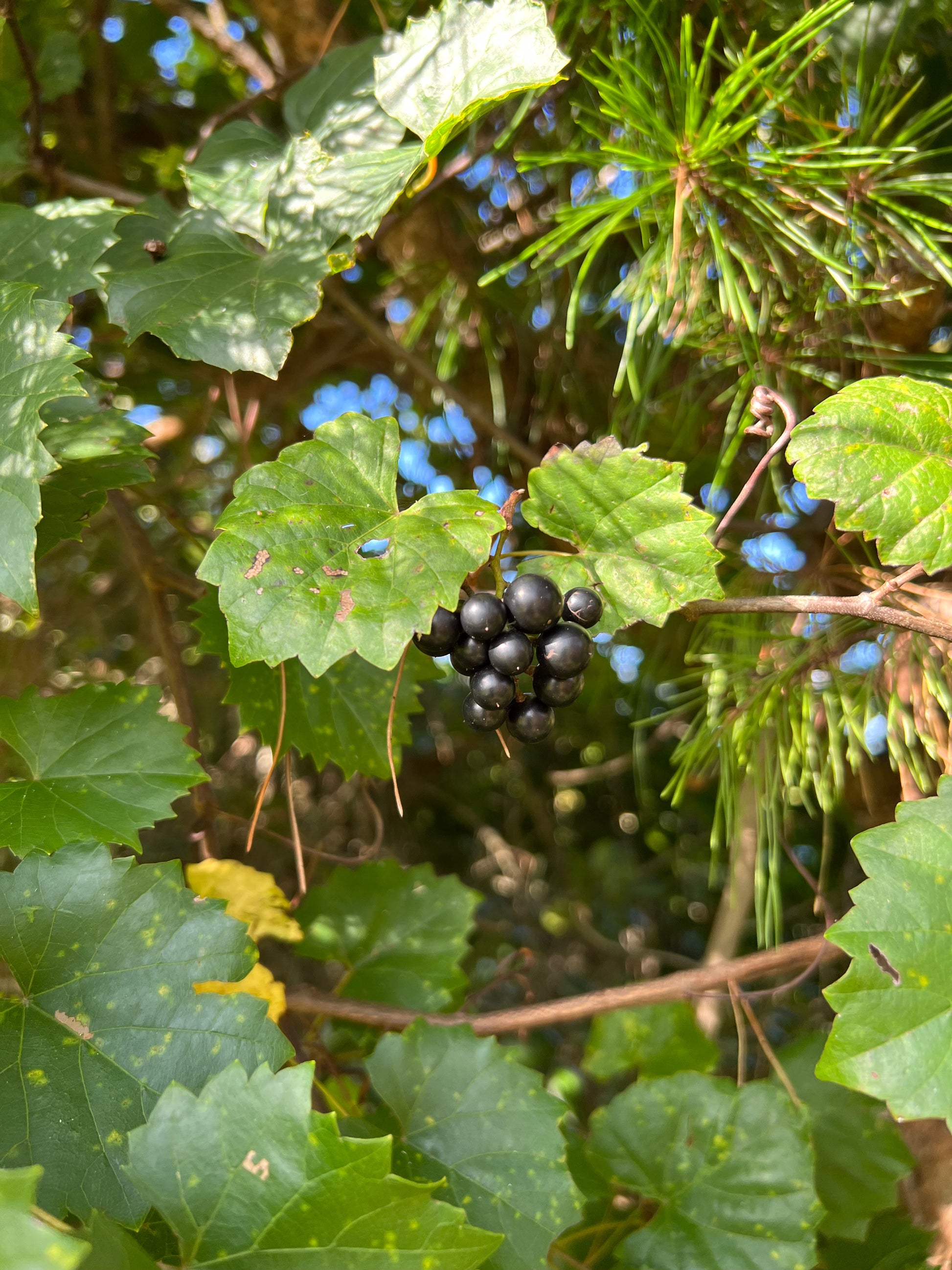 muscadine grape seeds for planting Muscadine Grape 10 Seeds Vitis rotundifolia – R&B Floridaseeds