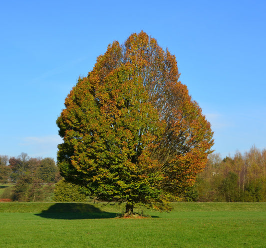 European Hornbeam Carpinus betulus 200 Seeds