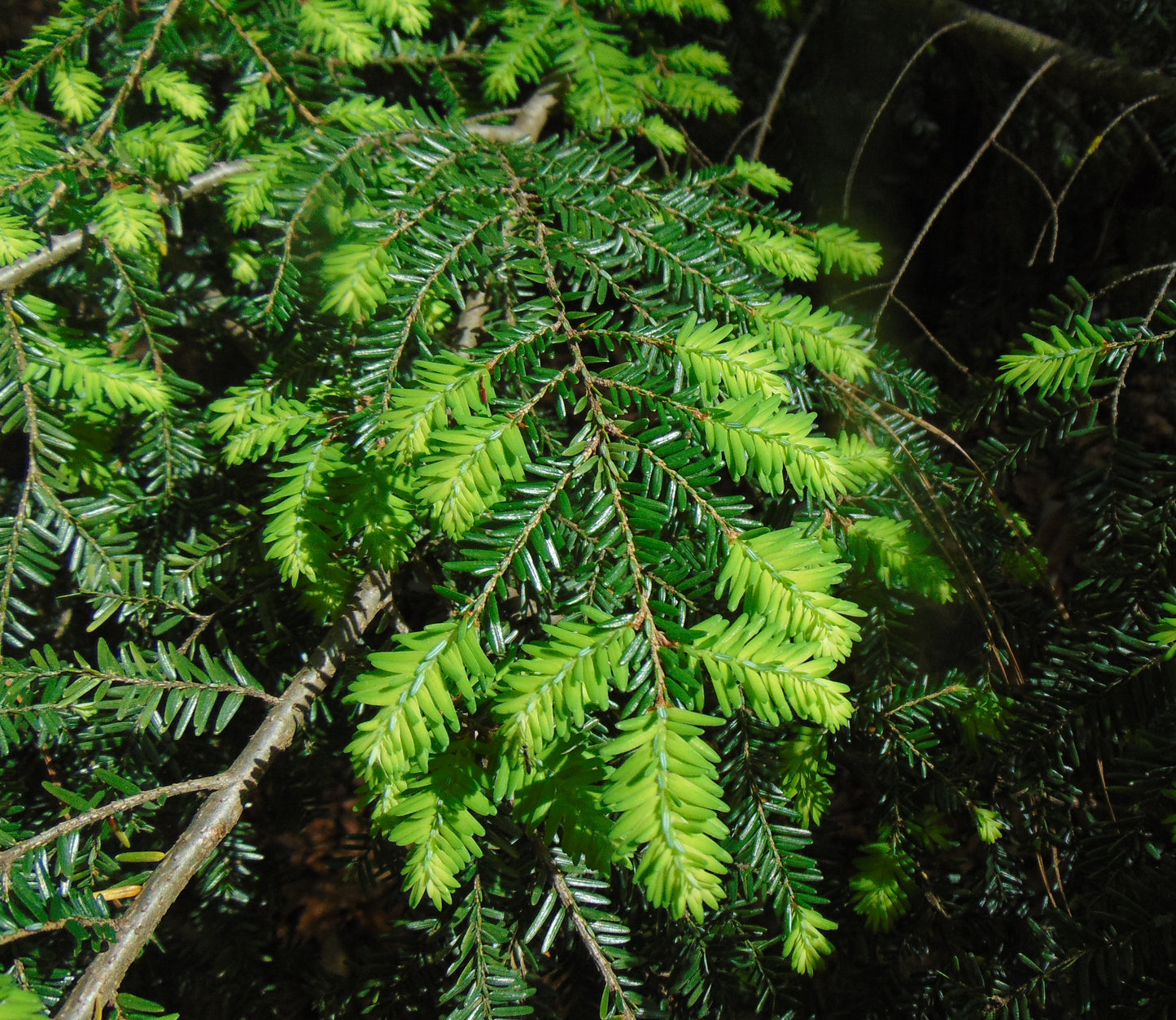 Eastern Hemlock  20 Seeds  Tsuga canadensis