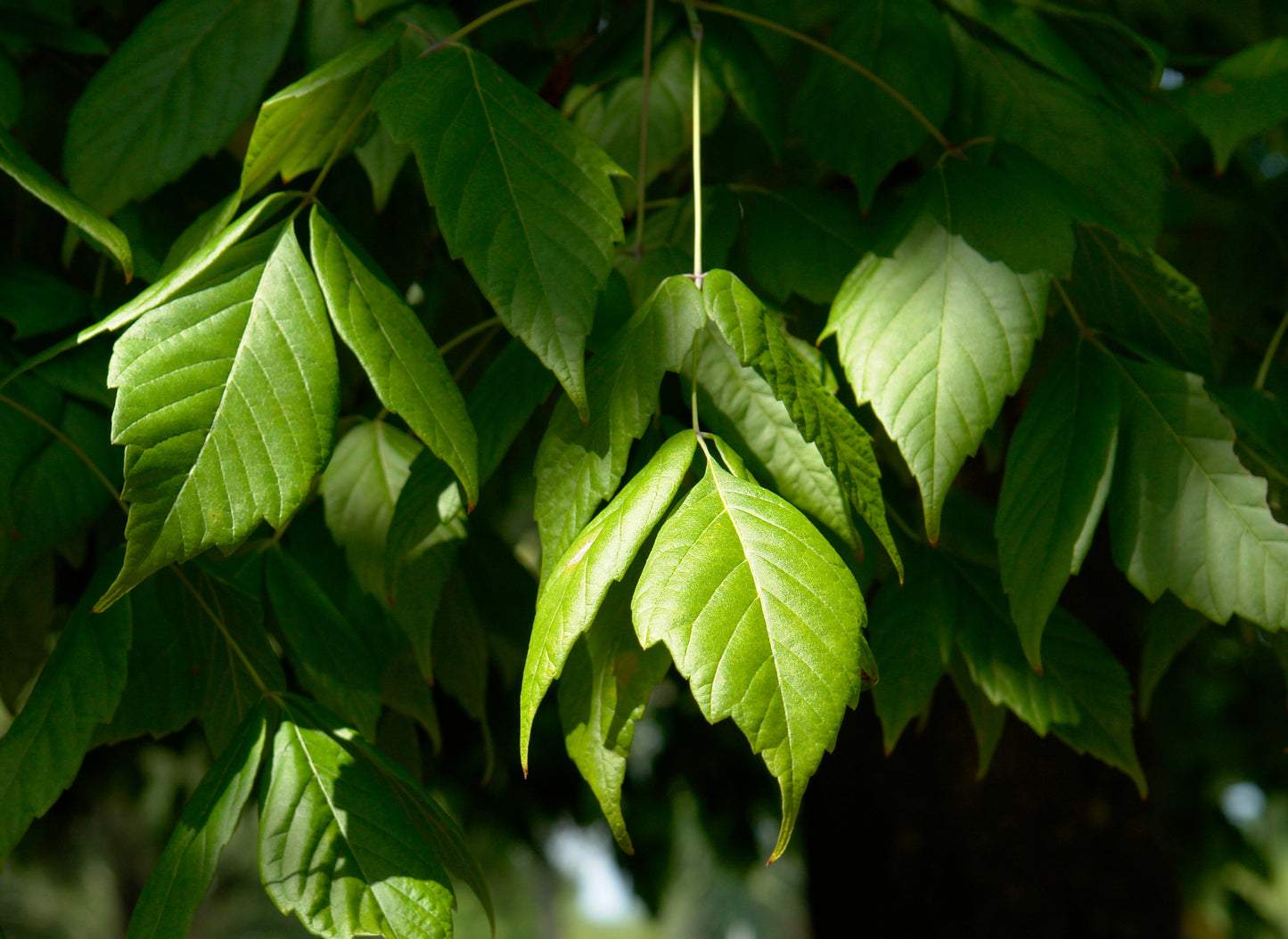 Boxelder Acer negundo 100 Seeds