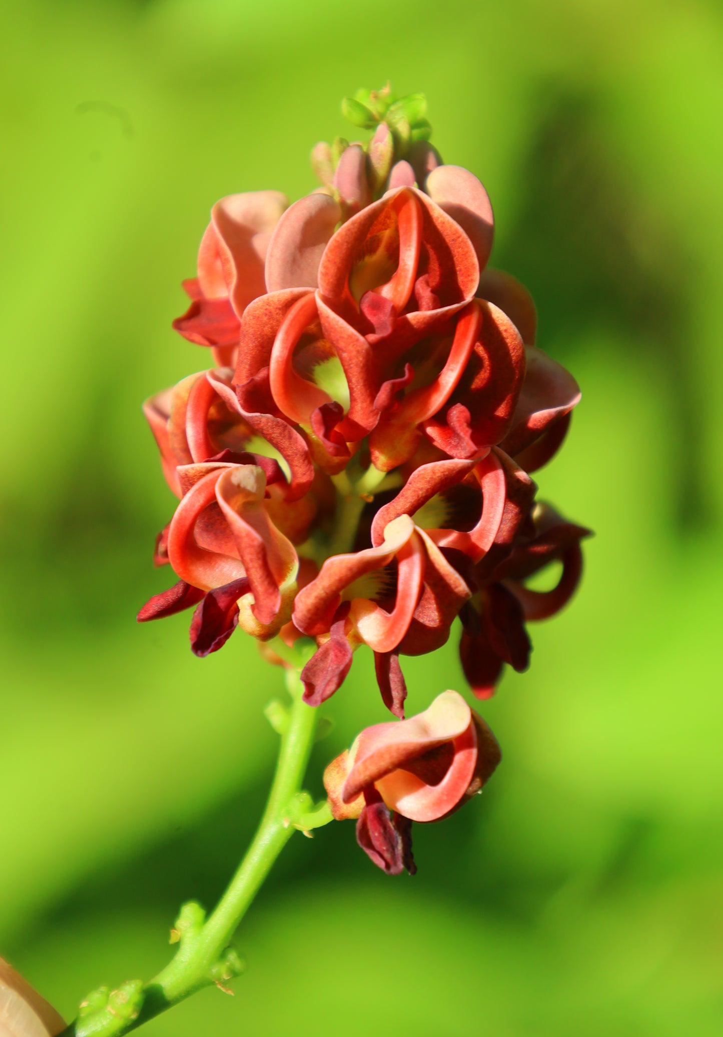 American Groundnut Apios americana 20 Seeds  USA Company