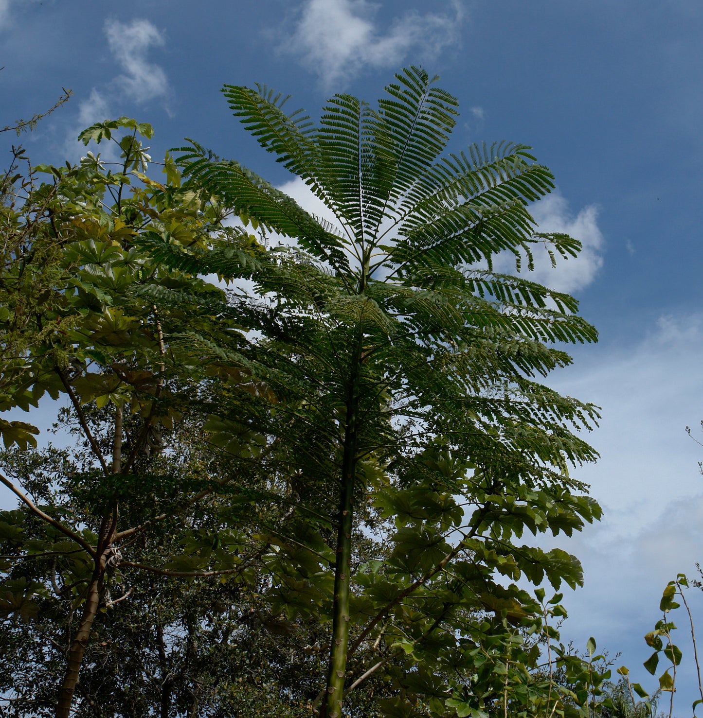 Brazilian Fern Tree   10 Seeds   Schizolobium parahyba