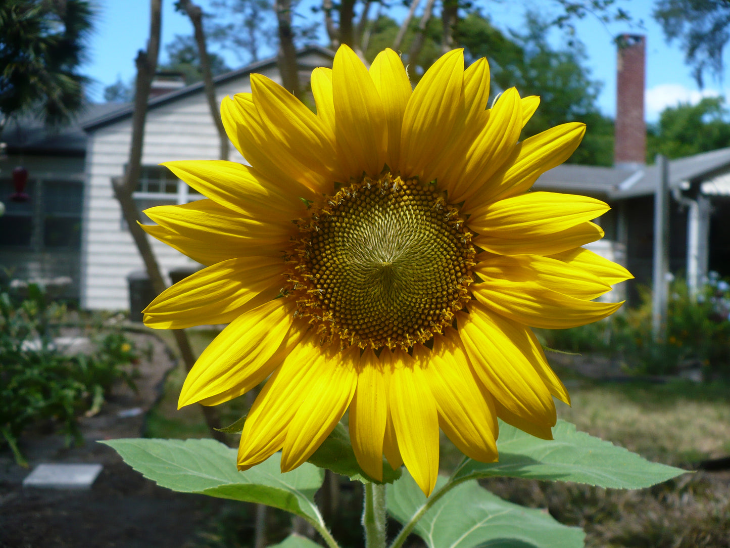 Giant Sunflower   10 Seeds   ‘Mammoth Gray Stripe’   Helianthus annuus