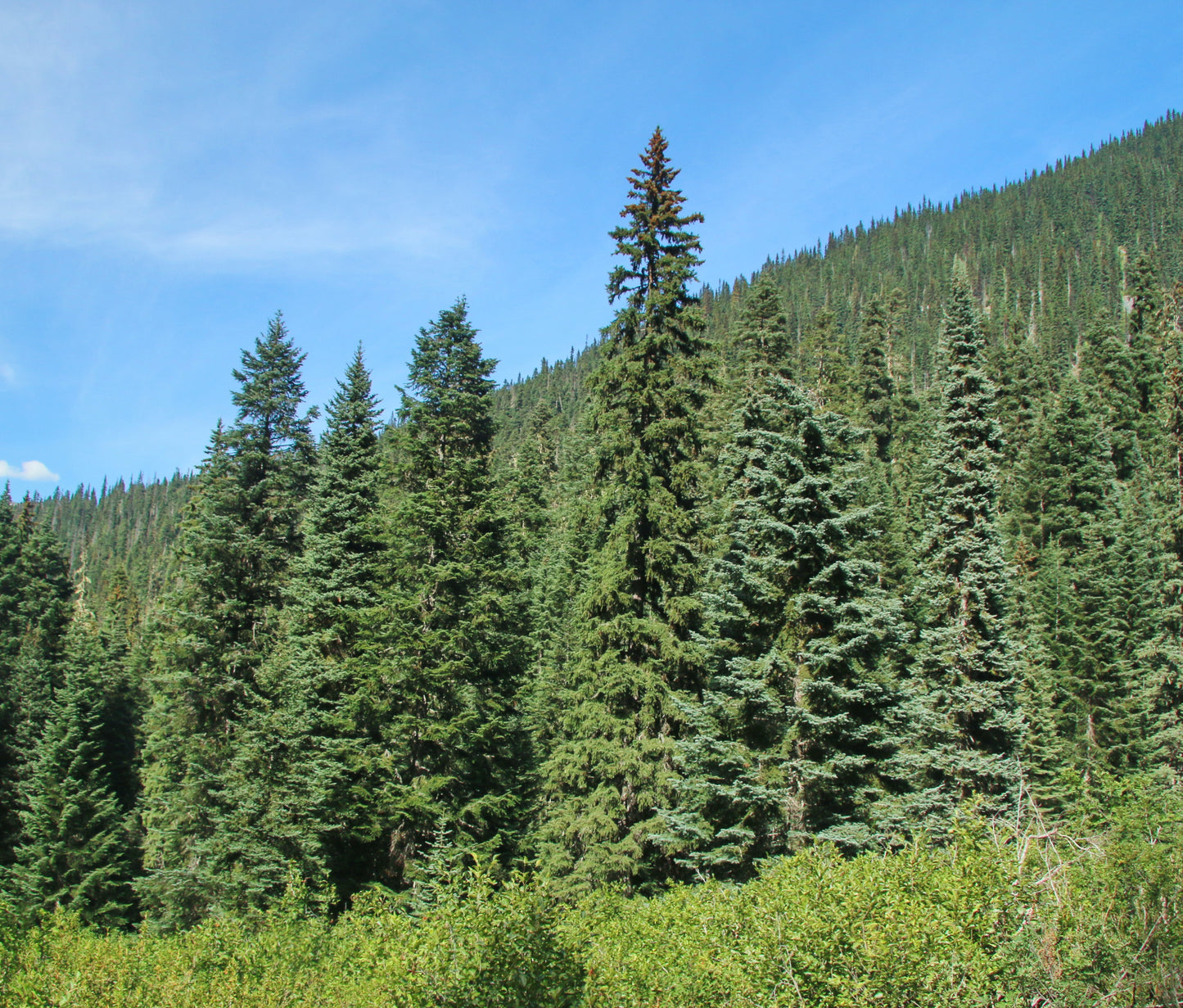 Sitka Spruce   Picea sitchensis   20 Seeds
