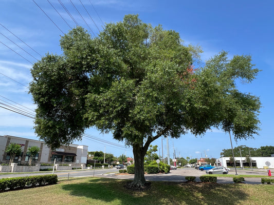 Laurel Oak  20 Seeds  Quercus hemisphaerica