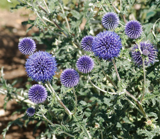Globe Thistle  100 Seeds  Echinops ritro