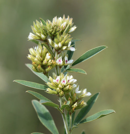 Round-Headed Bush Clover  100 Seeds  Lespedeza capitata