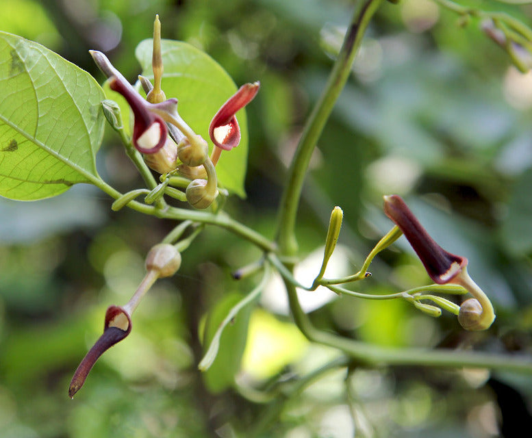 Indian Birthwort   10 Seeds   Aristolochia tagala