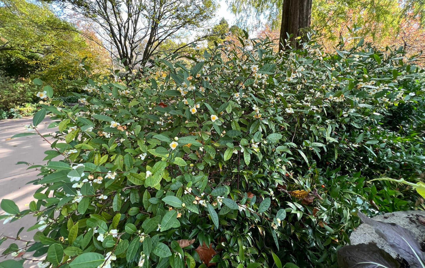 Tea Plant  5 Seeds  Camellia sinensis