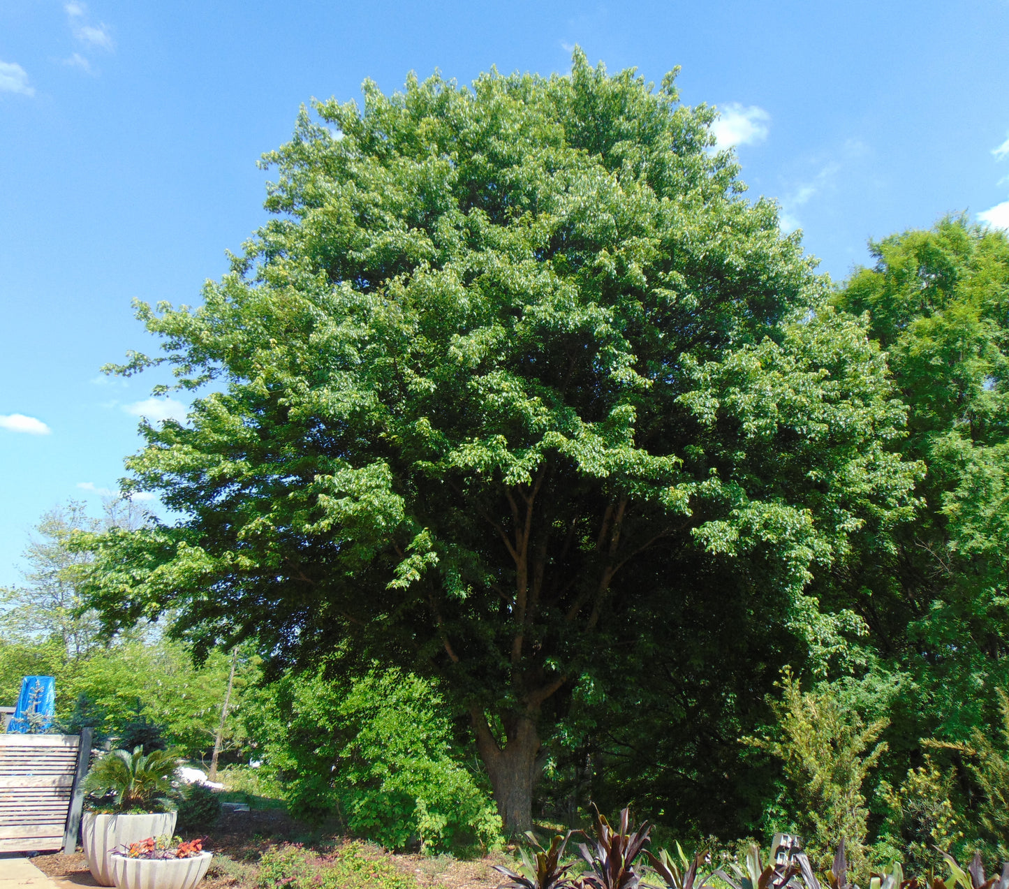 Trident Maple   100 Seeds   Acer buergerianum