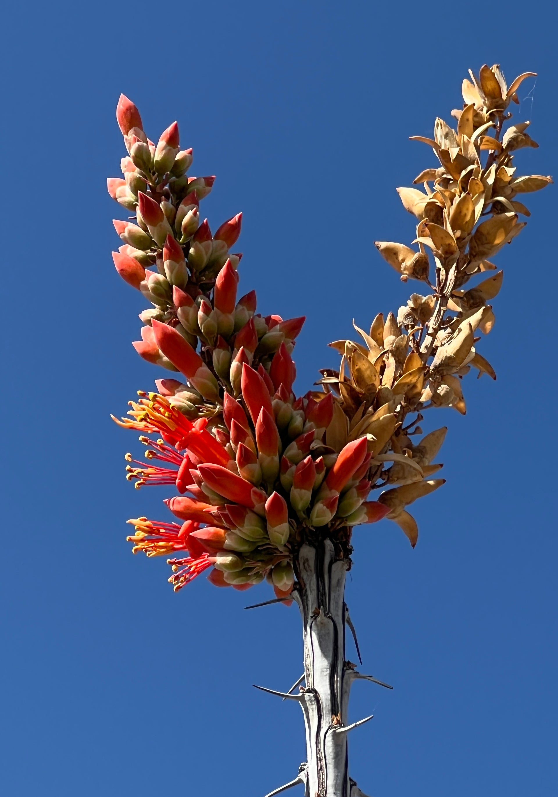 planting ocotillo seeds Ocotillo Fouquieria splendens 25 Seeds – R&B Floridaseeds