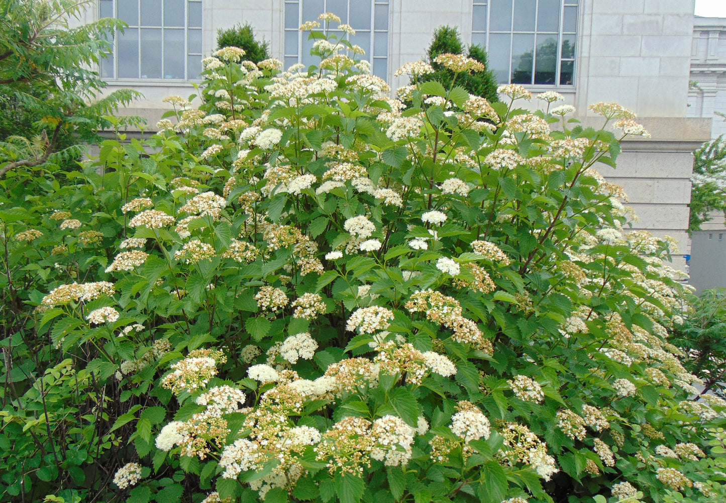 Arrowwood Viburnum  10 Seeds  Viburnum dentatum
