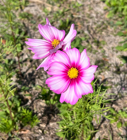 Garden Cosmos  100 Seeds  Cosmos bipinnatus