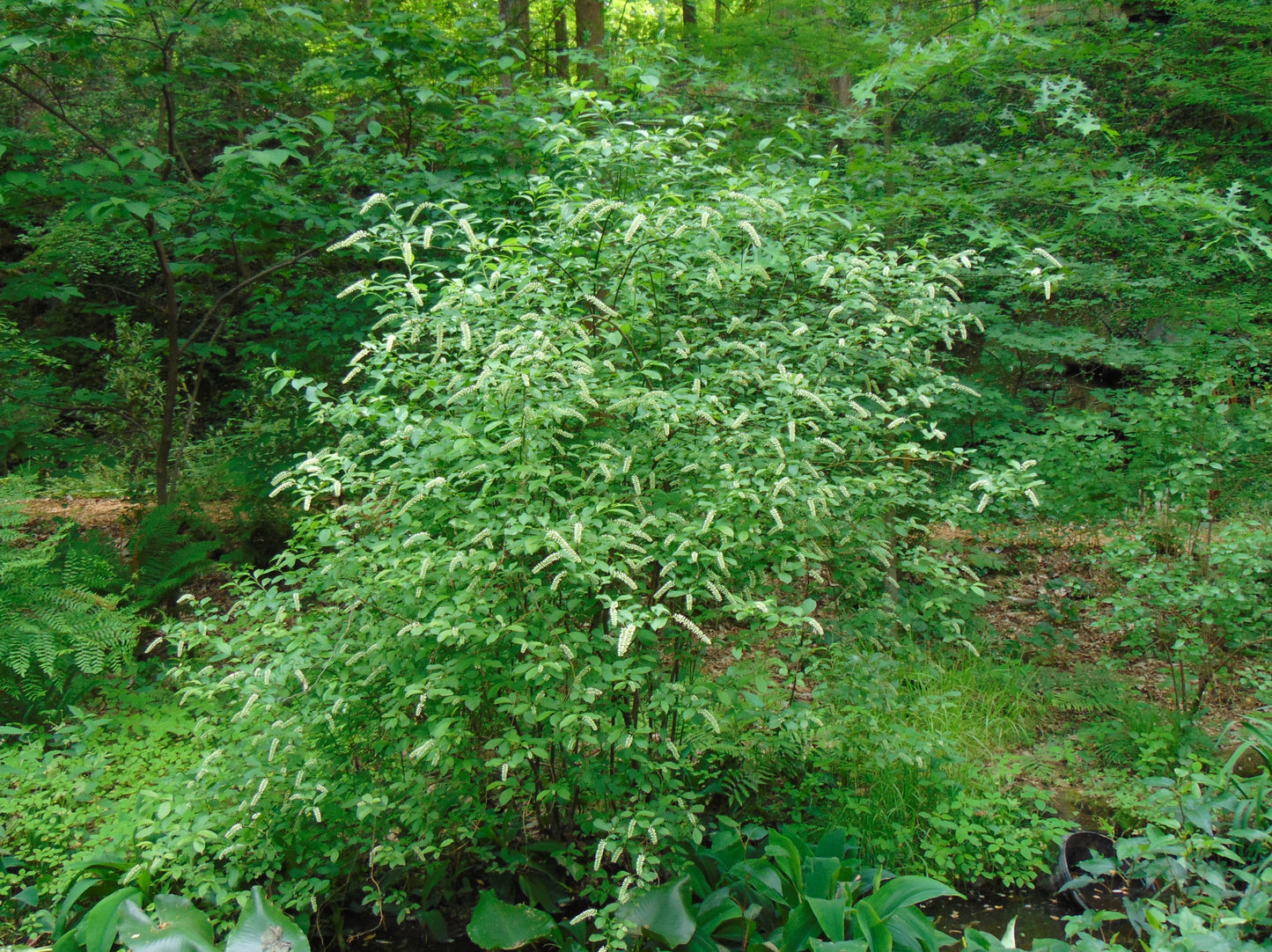 Virginia Sweetspire  20 Seeds  Itea virginica