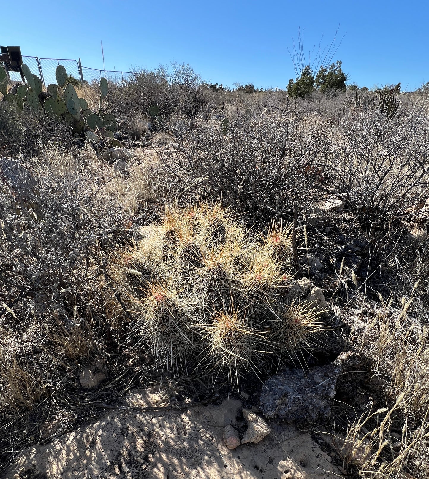 Strawberry Cactus  25 Seeds  Echinocereus stramineus