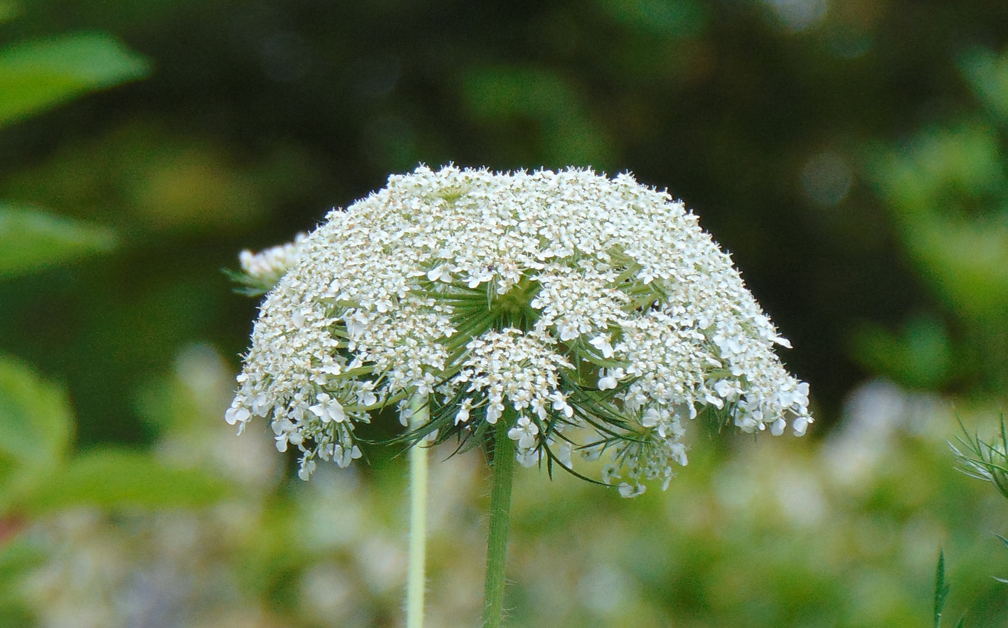Queen Anne’s Lace  100 Seeds  Daucus carota