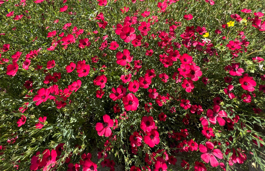 Red Flax  100 Seeds  Linum grandiflorum
