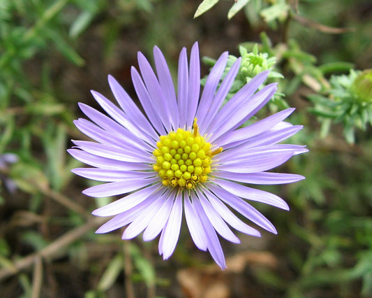 New York Aster   100 Seeds   Aster novi-belgii