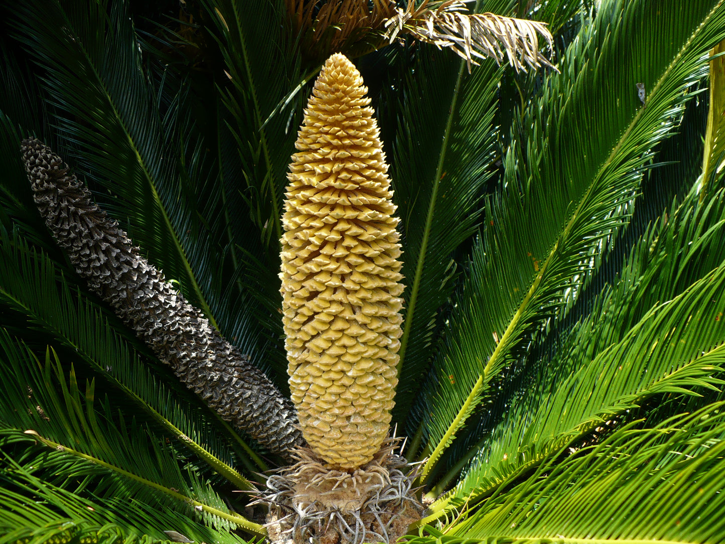 Sago Palm  Cycas revoluta  5 Seeds