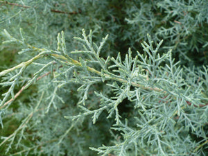 Arizona Cypress  Cupressus arizonica  20 Seeds